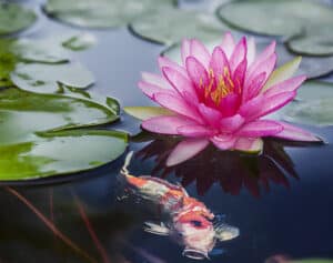 Fish and Lotus Story